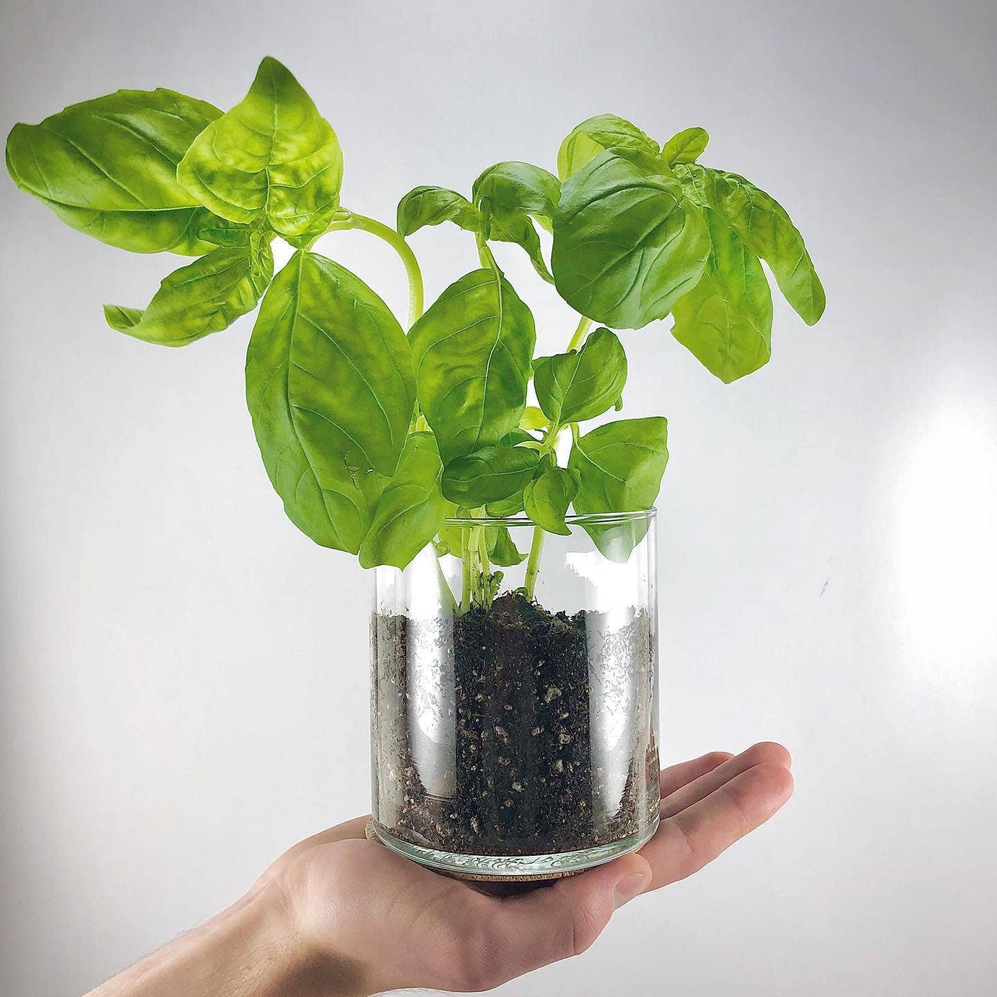 Indoor Culinary Garden | Basil - Thumbnail 5